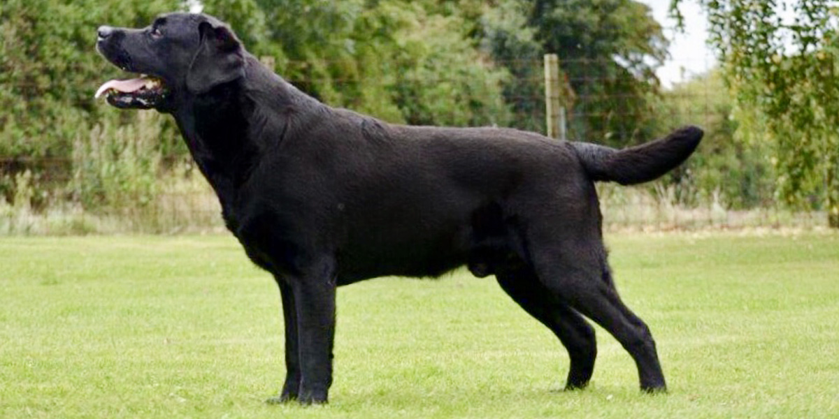 Black Labrador Retriever Gilbert, father of the upcoming litter