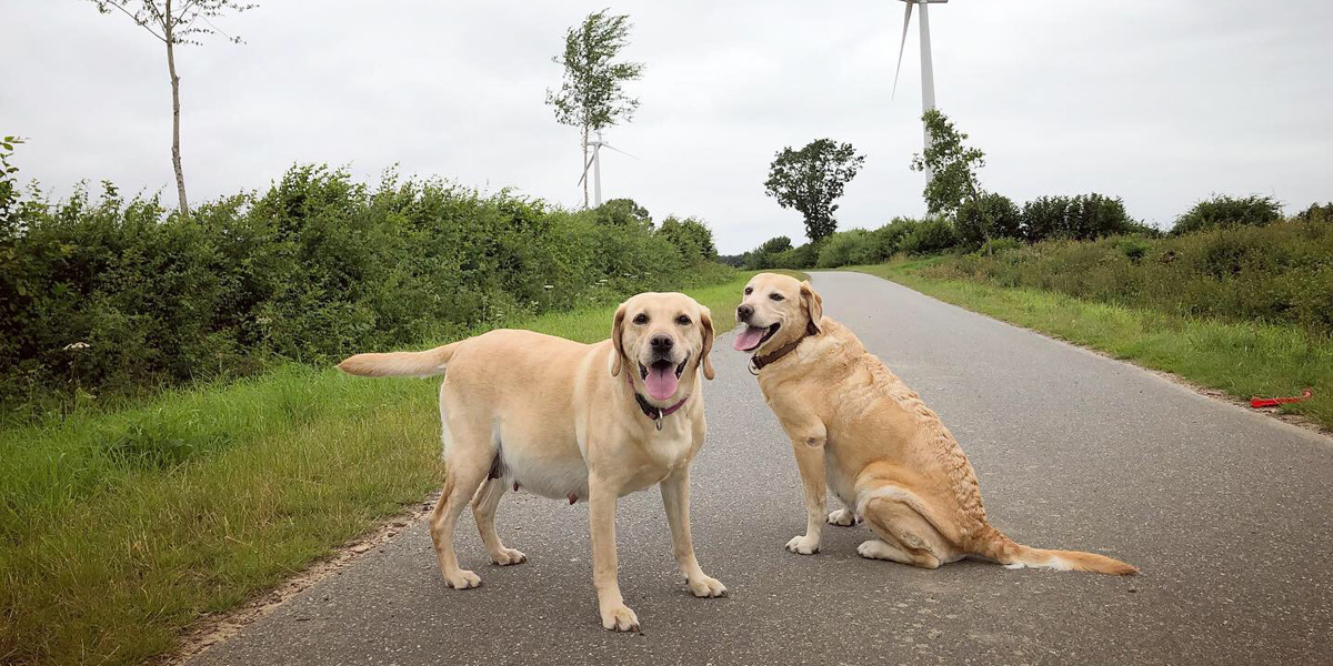 Two yellow labs, Labrador Retriever, pregnant dog