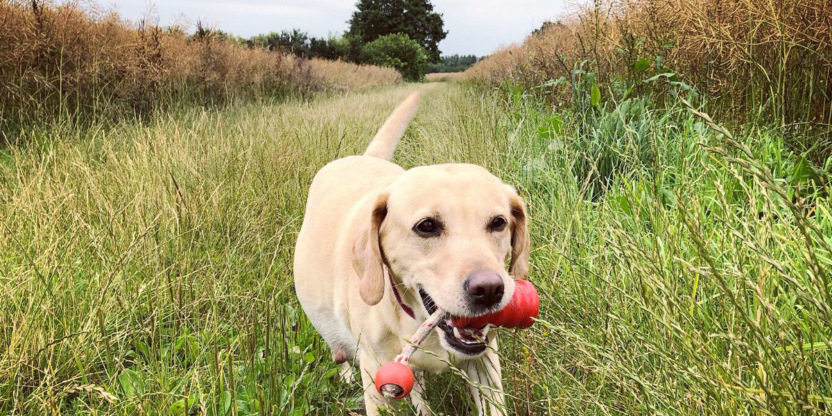 Yellow lab carrying toy