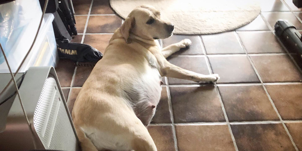 Pregnant yellow labrador retriever