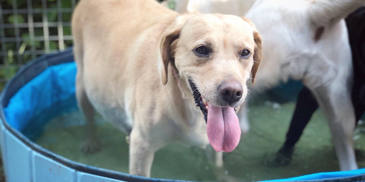 Yellow labrador in dog pool