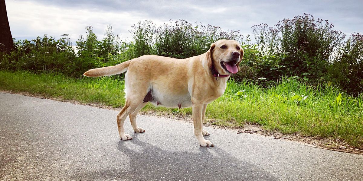 Pregnant yellow labrador - day 41 of pregnancy