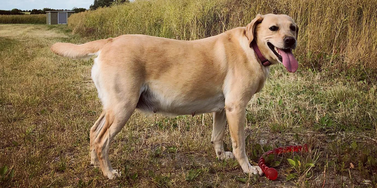 Pregnant yellow lab on field