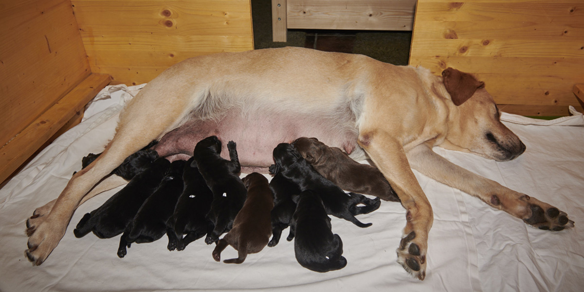 New born Labrador Puppies