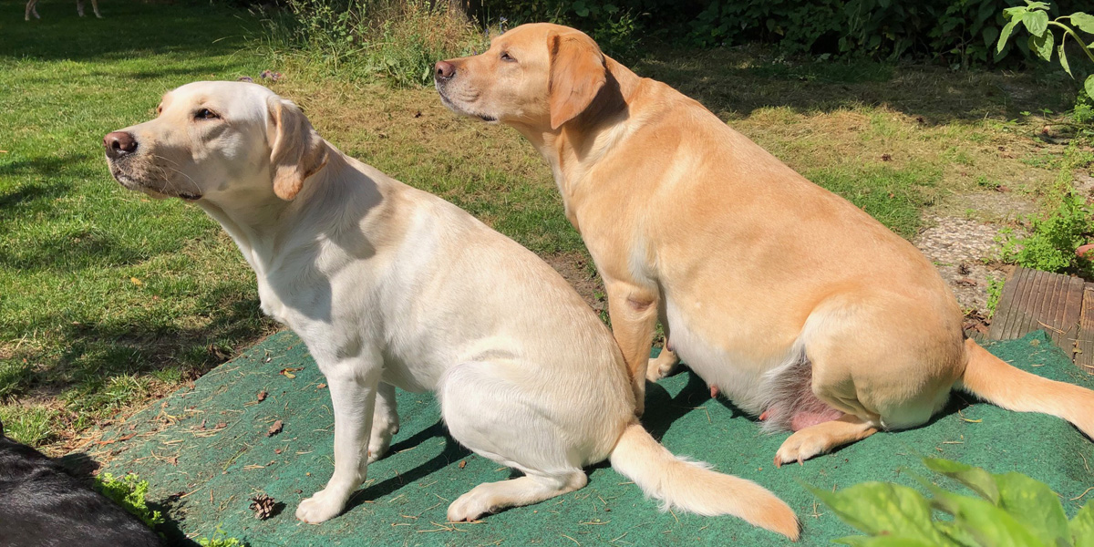 Pregnant Labrador Retriever