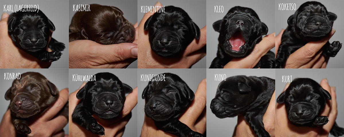 Labrador Puppies in black and chocolate