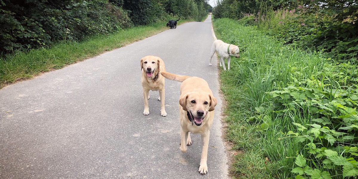 Yellow labs on dog walk 