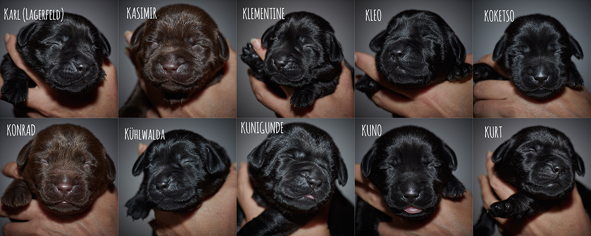 Labrador puppies two weeks old in black and chocolate