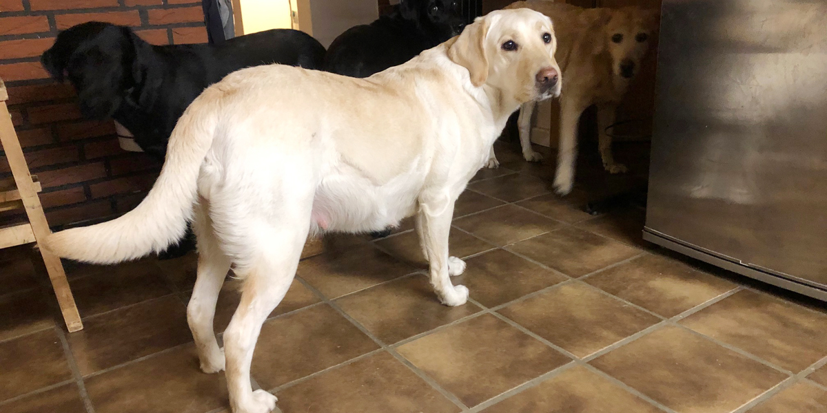 pregnant dog, Labrador Retriever, yellow Lab