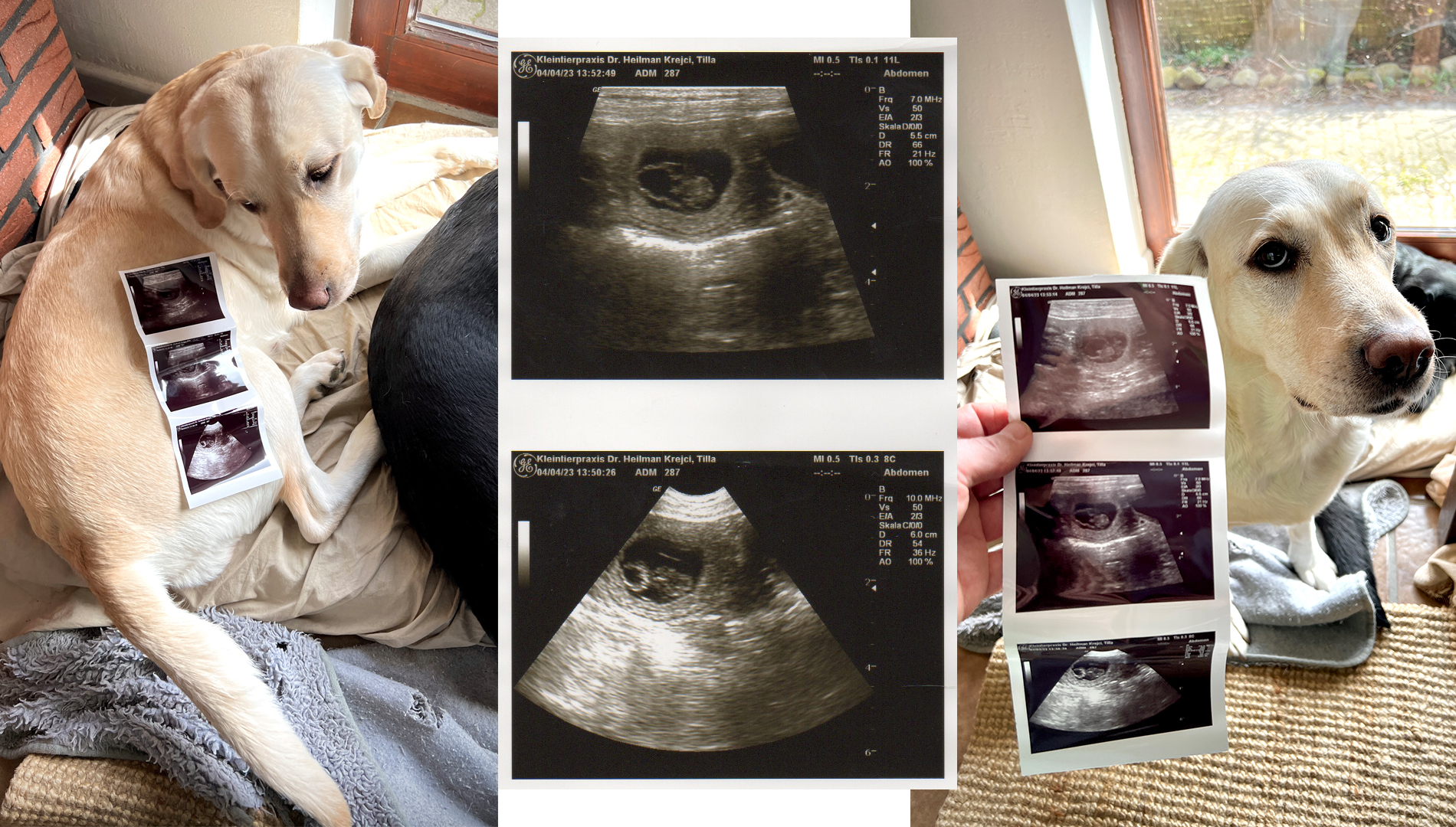 Tilla ist tragend Gelbe Labrador Hündin mit Ultraschall Foto Trächtigkeit