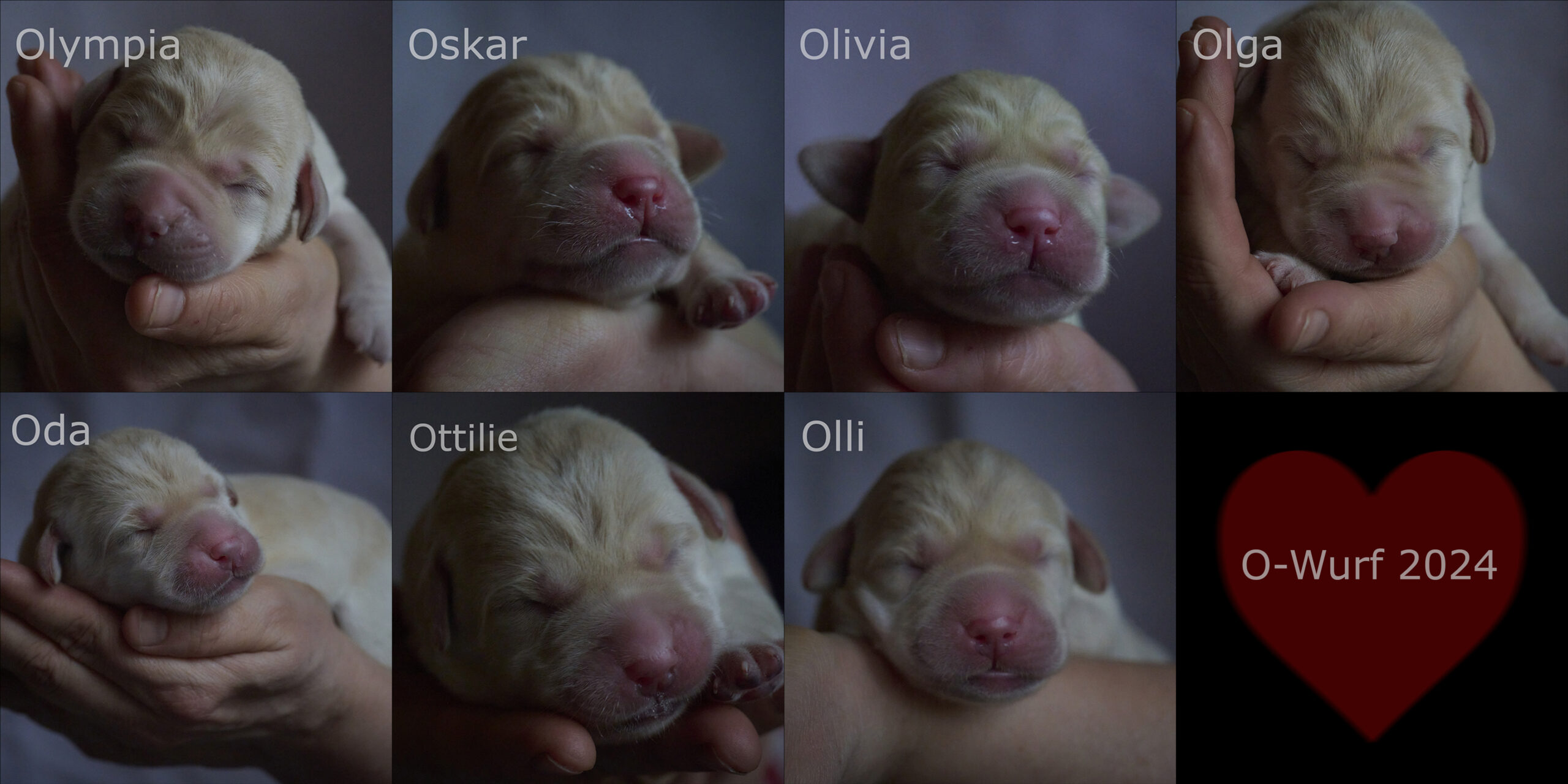 Einzelportraits of yellow Labrador Retriever puppies, two days old 