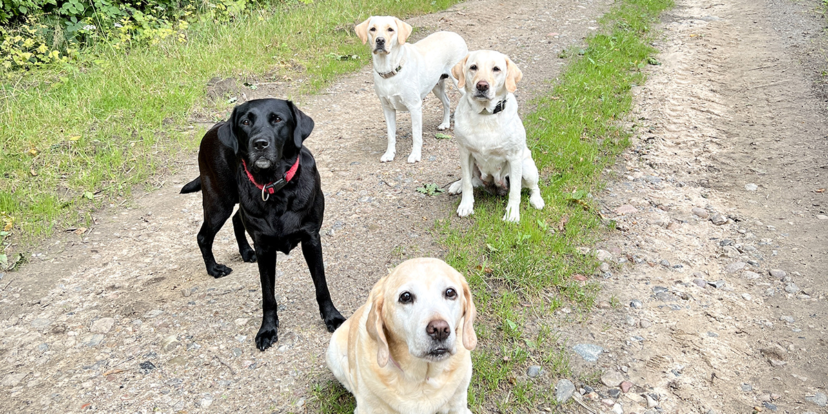 Labrador Hündin Kiki – geplanter Wurf 2025