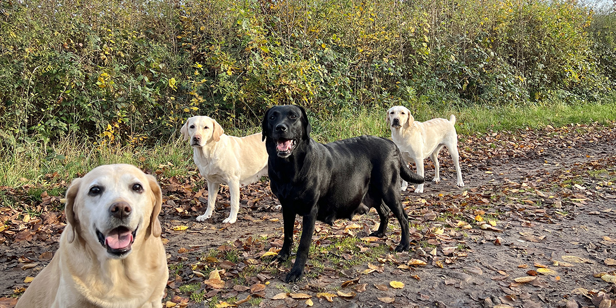 Eine schwarze Labrador Hündin, trächtig, umgeben von anderen Labrador Hündinmnen 