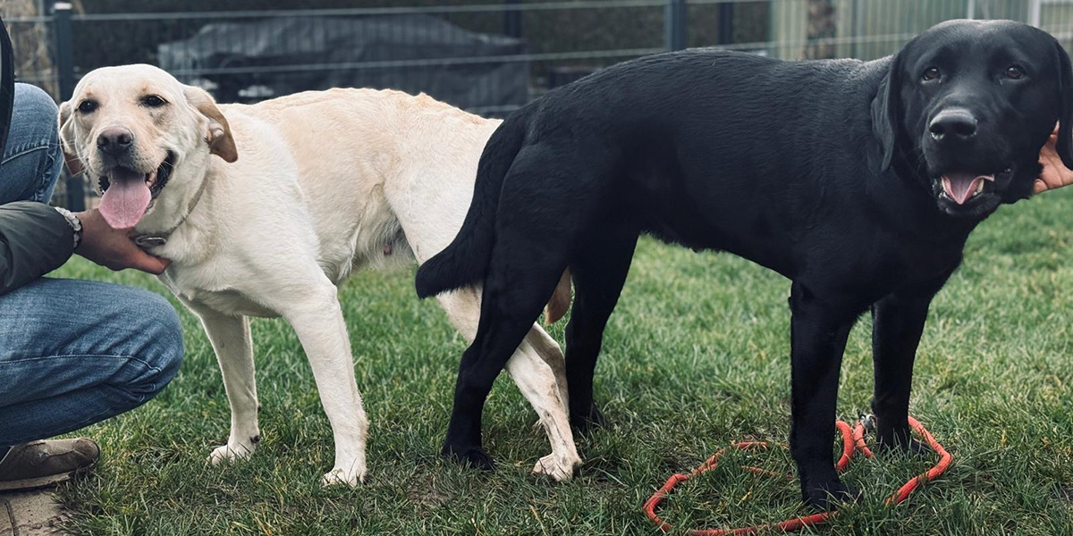 Hunde beim Deckakt, dem sog. Hängen
