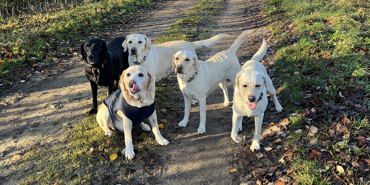 Fünf Labrador Retriever auf einem Feldweg
