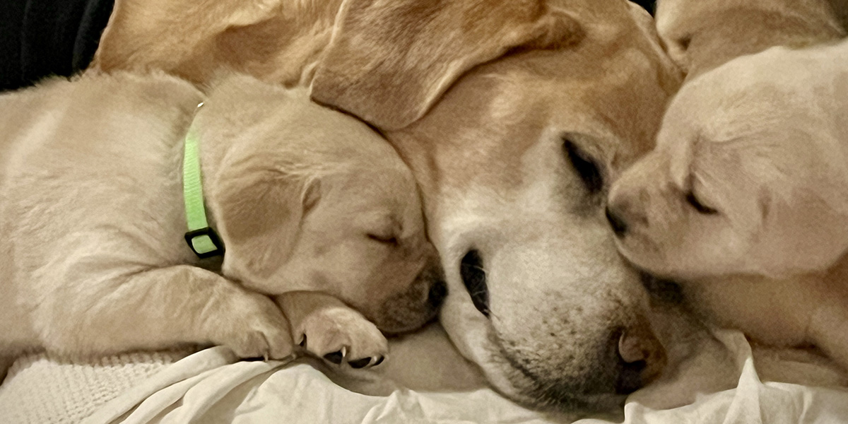 Zwei gelbe Labrador Welpen kuscheln mit älterer Labrador Hündin, close up