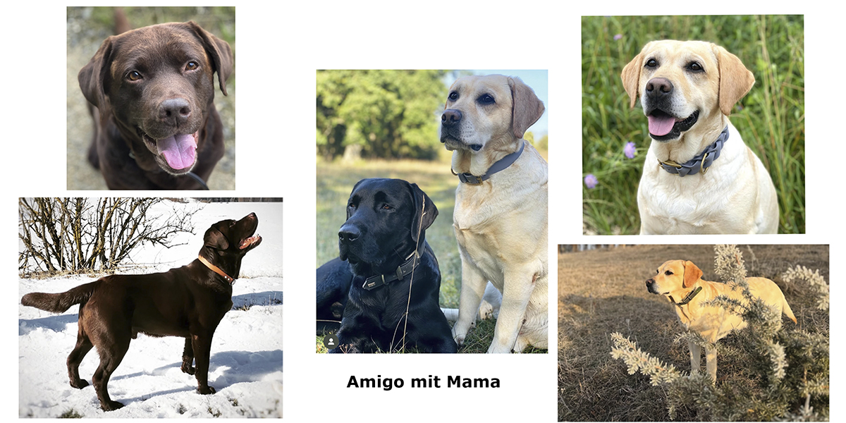 Collage mit Fotos von Chocolate Labrador und gelbem Labrador