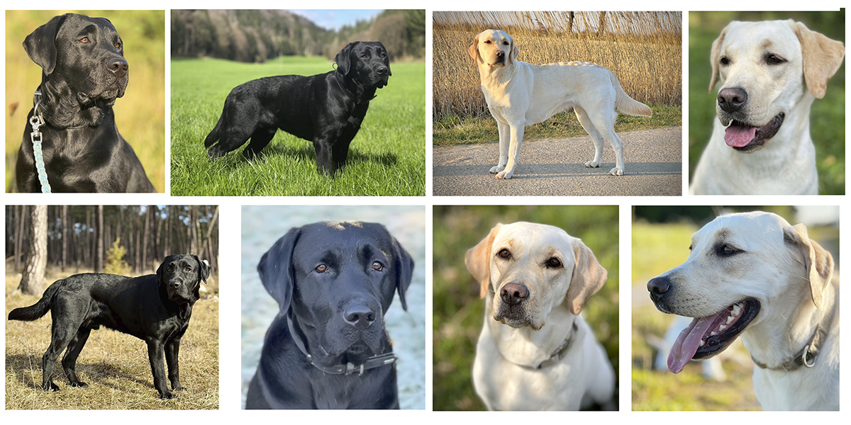 Collage mit Fotos von einem schwarzen Labrador Rüden und einer gelben Labrador Hündin