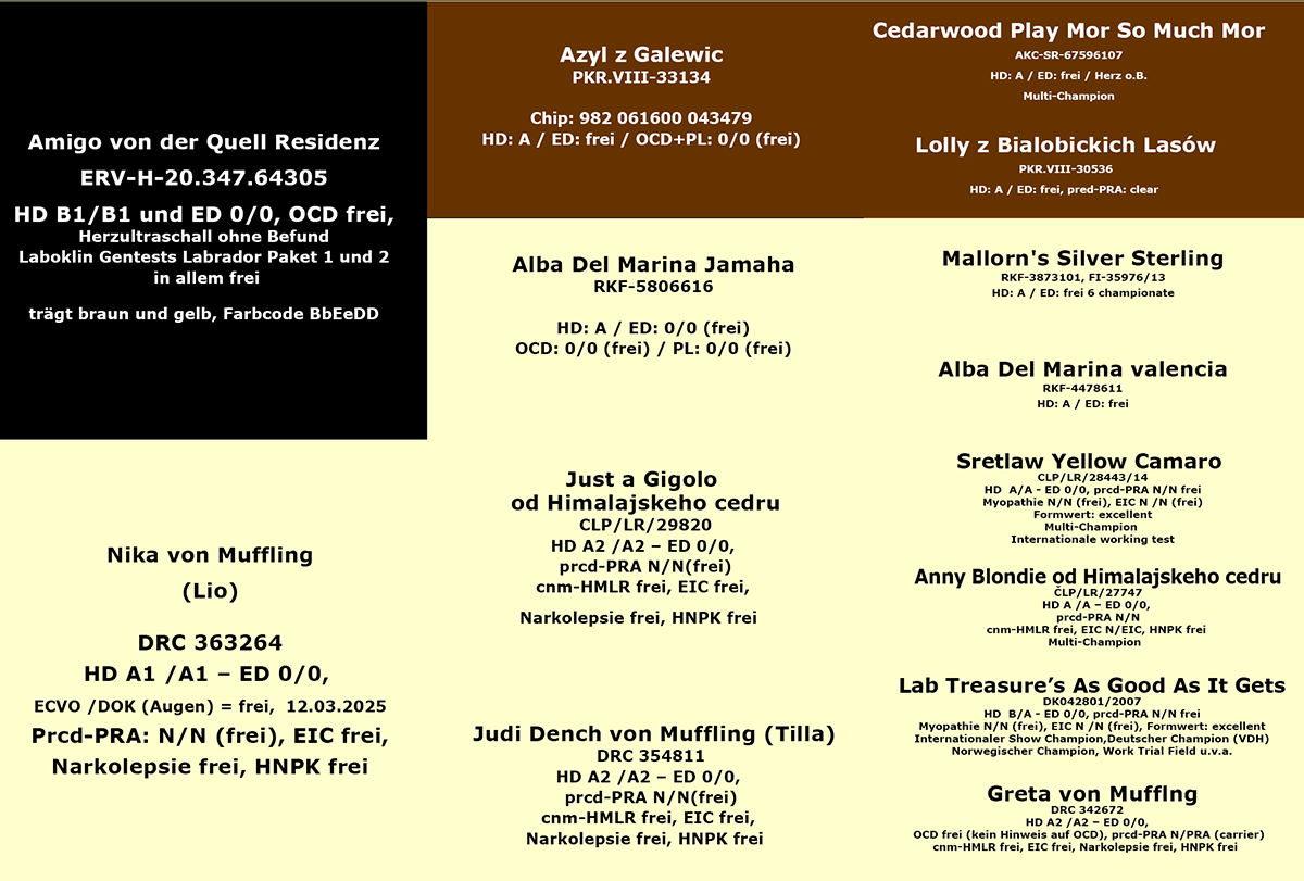 Grafische Darstellung eines Stammbaumes für den erwarteten Wurf Labrador Retriever Welpen