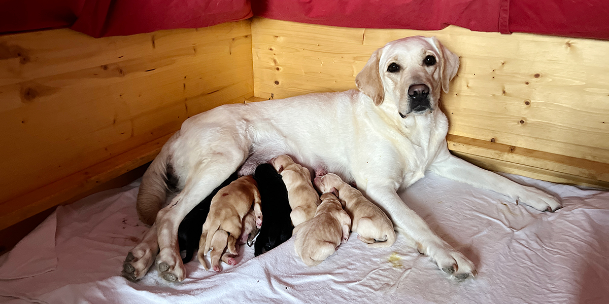 Eine gelbe Labrador Hündin mit ihren neugeboren Welpen - S-Wurf Aktueller Wurf