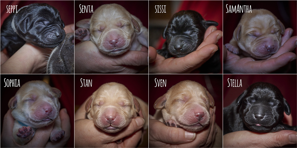 Die Namen der S-chen, Portraits der Welpen des aktuellen S-Wurf von Muffling 