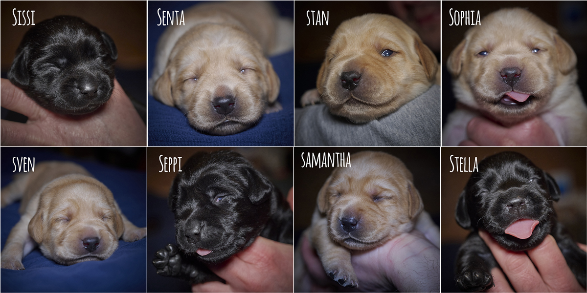 Portraits von 14 Tagen alten Labradorwelpen in schwarz und gelb