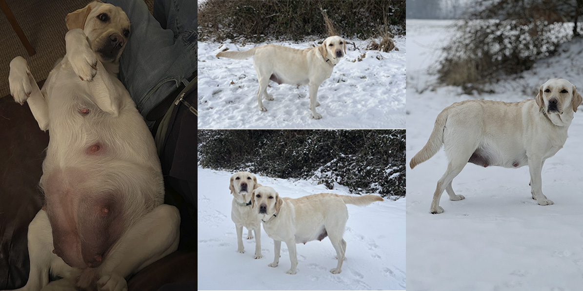 Fotos einer trächtigen Labrador Hündin paar Tage vor der Geburt der Welpen