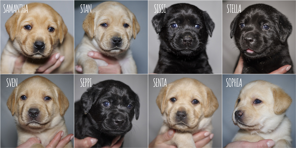 Labrador Retriever Welpen von Muffling, vier Wochen alt, Portraits